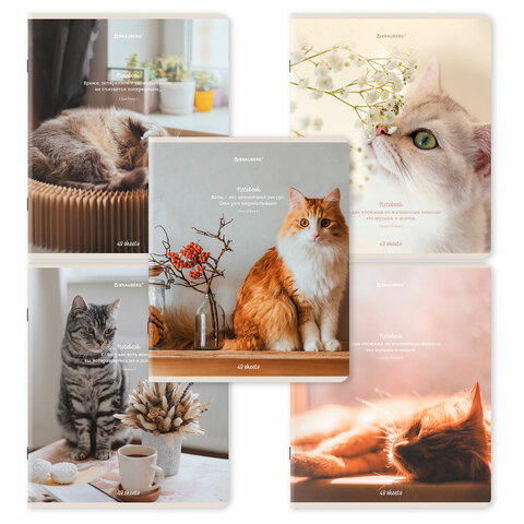 Тетрадь А5, 48 л., BRAUBERG, скоба, клетка, матовая ламинация, "Cats", (микс в спайке), 405334